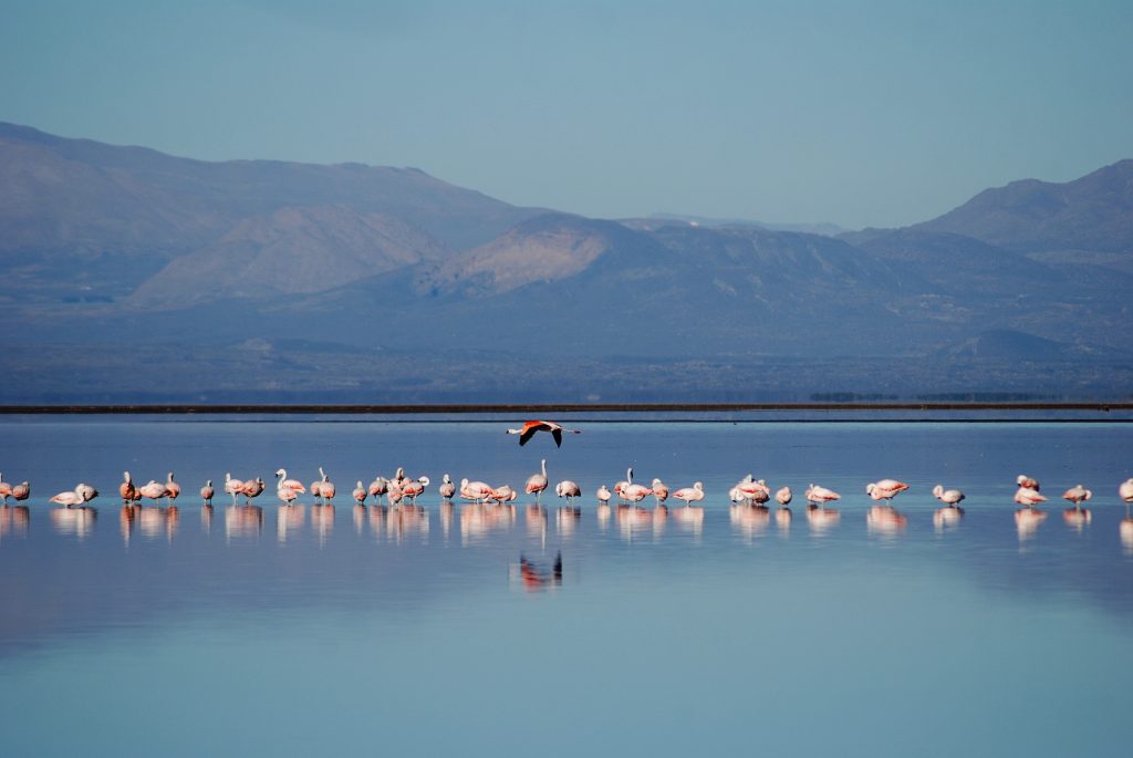 Flamingos in a lake