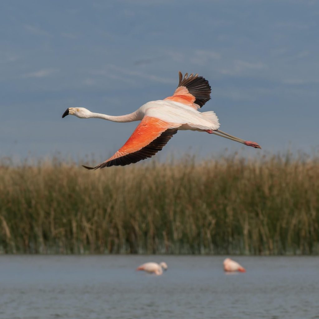 Flamingo flying