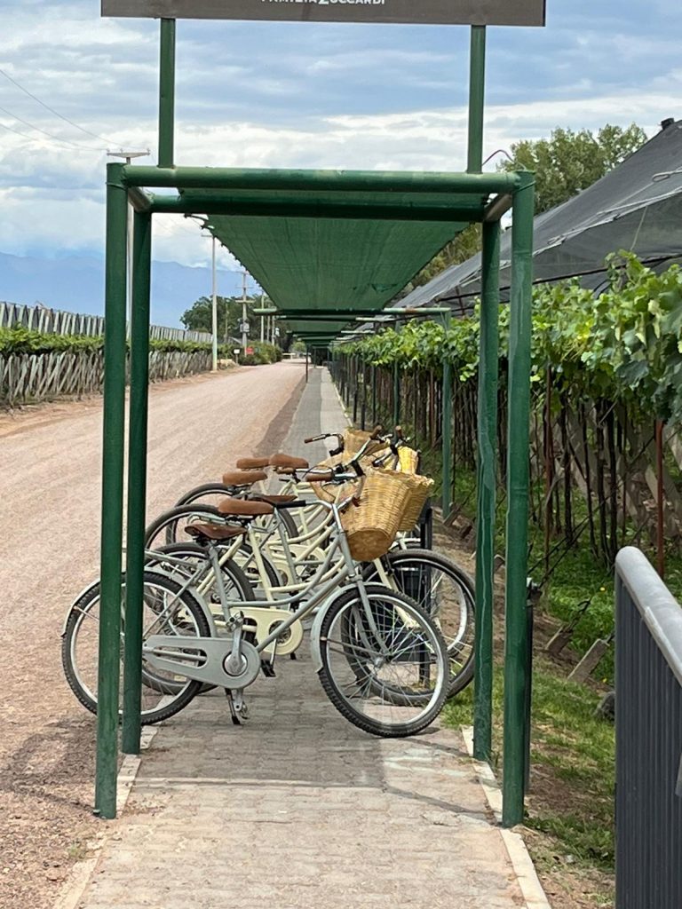 Cycling and vineyards